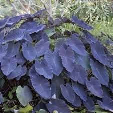 Green Giant Taro Seeds for Planting-Heirloom & Non-GMO Seeds for planting