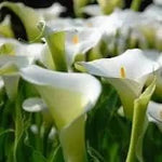Calla Lily White Flower Seeds for Planting NON GMO Seeds Dhara Seeds