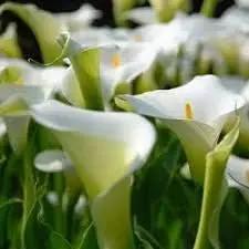 Calla Lily White Flower Seeds for Planting NON GMO Seeds Dhara Seeds