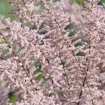 Tamarix Flower Seeds for Planting - 100 seeds for planting in home garden