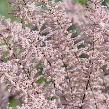 Tamarix Flower Seeds for Planting - 100 seeds for planting in home garden