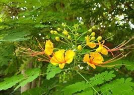 Heirloom Non-GMO Caesalpinia Flower Seeds for Planting – Vibrant Tropical Ornamental Blooms seeds for planting in home garden