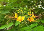 Heirloom Non-GMO Caesalpinia Flower Seeds for Planting – Vibrant Tropical Ornamental Blooms seeds for planting in home garden