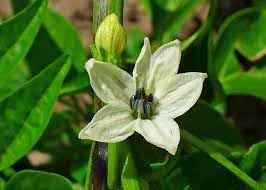 Jalapeno Seeds – Heirloom Non-GMO Vegetable Seeds for Spicy Pepper Garden Planting - Seeds for planting in home garden