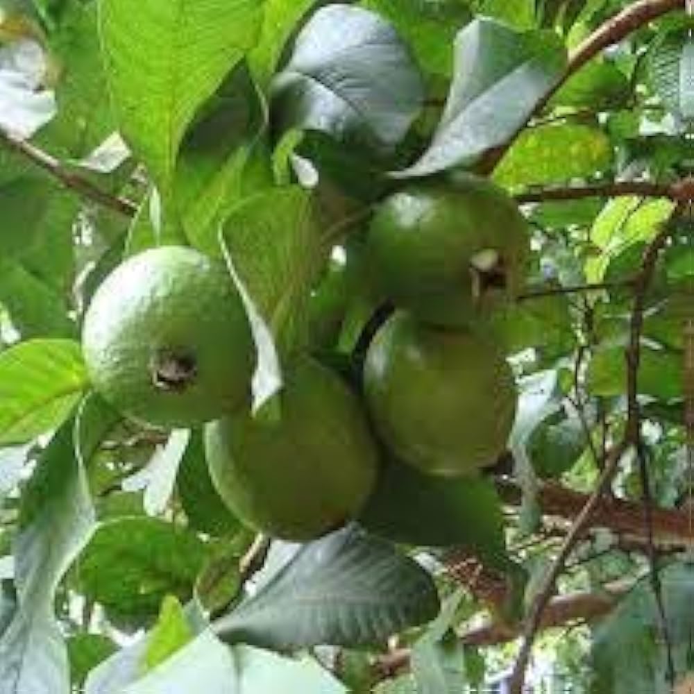 Guava Tree Seeds - Fast Growing Guava Seeds for Edible Fruit and Home Orchard