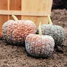 Futsu Squash Vegetable Seeds for Planting - heirloom & Non-GMO Seeds