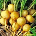 Aunt Ruby’s German Green Heirloom Vegetable for planting in urban garden