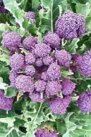Broccoli Vegetable Seeds for Planting