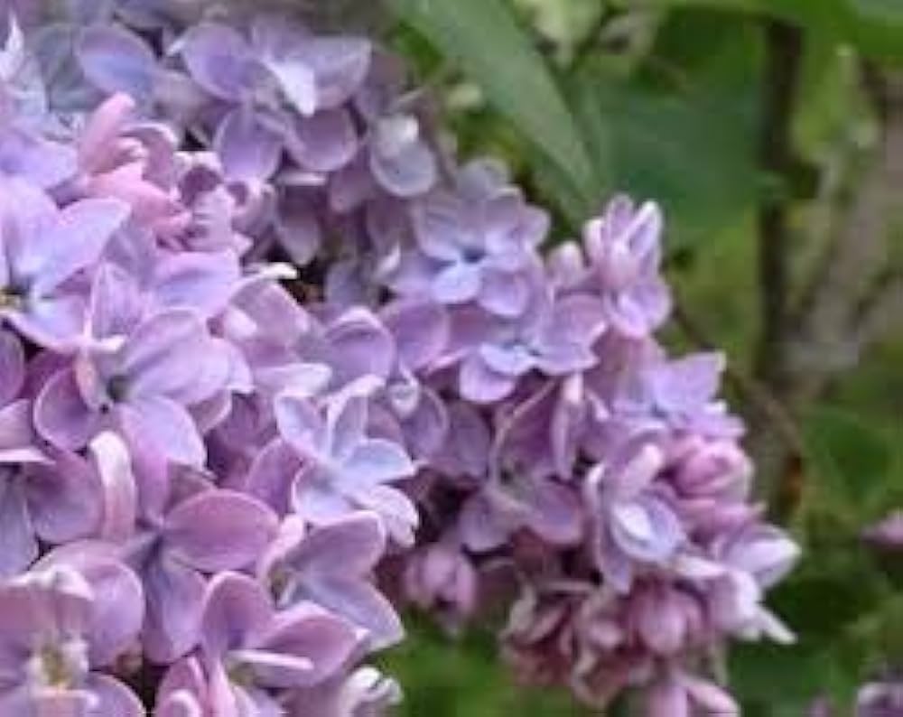 Flower Mixed Species Fragrant Purple Flower Seeds for Planting – Suitable for Home Garden and Scented Borders