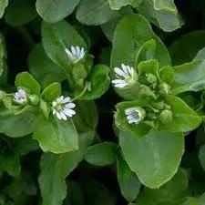 Chickweed Flower Seeds for Planting - NON GMO Seeds Dhara Seeds