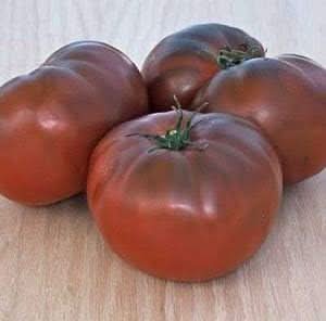 Maroon Tomato Solanum lycopersicum for planting in home garden