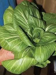 Sea Green Choi Bok Choy Seeds for Planting