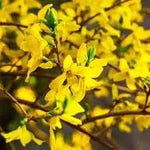 Forsythia Flower Seeds for Garden Planting - NON GMO Seeds Dhara Seeds