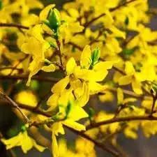 Forsythia Flower Seeds for Garden Planting - NON GMO Seeds Dhara Seeds