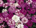 Heirloom Candytuft Flower Seeds, Non-GMO Fragrant Blooms for Planting seeds for planting in home garden