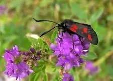 Grandiflora Rubra Flower Seeds for Planting - NON GMO Seeds Dhara Seeds