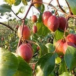 Mauritiana Ziziphus mauritiana seeds for tropical garden