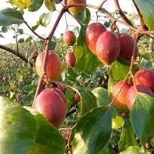 Mauritiana Ziziphus mauritiana seeds for tropical garden