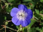 Cranesbill Flower Seeds for Planting - NON GMO Seeds Dhara Seeds