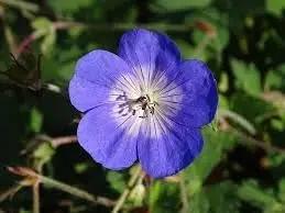 Cranesbill Flower Seeds for Planting - NON GMO Seeds Dhara Seeds