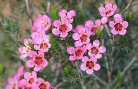 Geraldton Wax Flower Seeds for Planting - 100