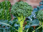 Broccoli Heirloom Non Gmo Image