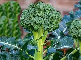 Broccoli Heirloom Non Gmo Image