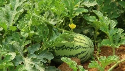 Days Vigorous Growth High Yield Watermelon – Heirloom, Non-GMO, High Germination Organic Garden Seeds