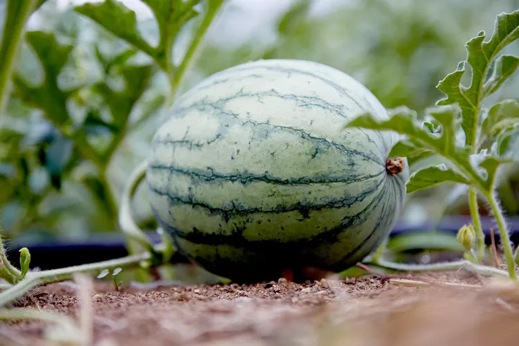Japanese White Watermelon Fruit Seeds for Planting - Vibrant, Juicy Citrus-Flavored Melons