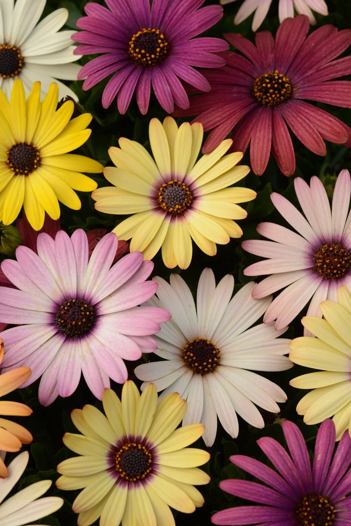 Grand Canyon Mix Osteospermum Seeds