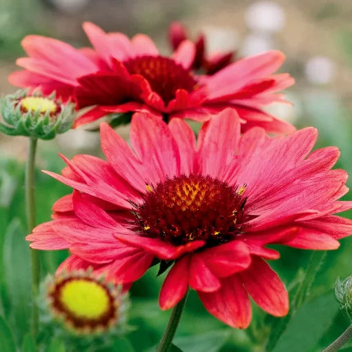 Arizona Red Shades Gaillardia Seeds Bright Red Blanket Flower Variety High Germination Garden Seeds heirloom non-gmo seeds