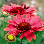 Arizona Red Shades Gaillardia Seeds Bright Red Blanket Flower Variety High Germination Garden Seeds heirloom non-gmo seeds