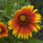 Arizona Sun Gaillardia Seeds Fiery Yellow-Red Blanket Flower Blooms High Germination Garden Seeds heirloom non-gmo seeds