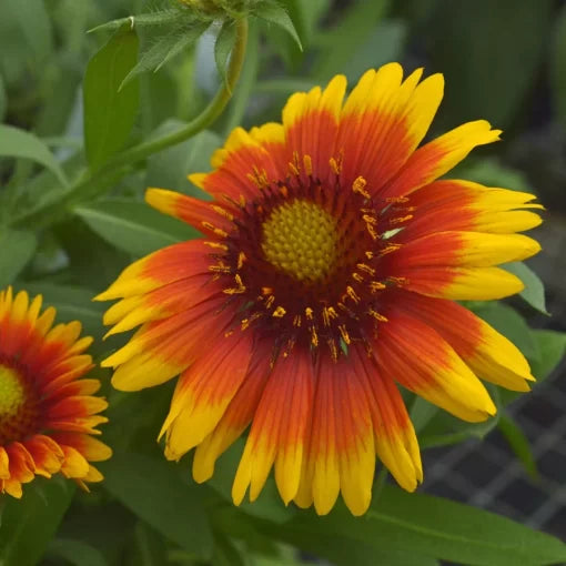 Arizona Sun Gaillardia Seeds Fiery Yellow-Red Blanket Flower Blooms High Germination Garden Seeds heirloom non-gmo seeds