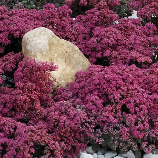 Dazzleberry Stonecrop Seeds Bright Pink SunSparkler Sedum Variety High Germination Garden Seeds heirloom non-gmo seeds