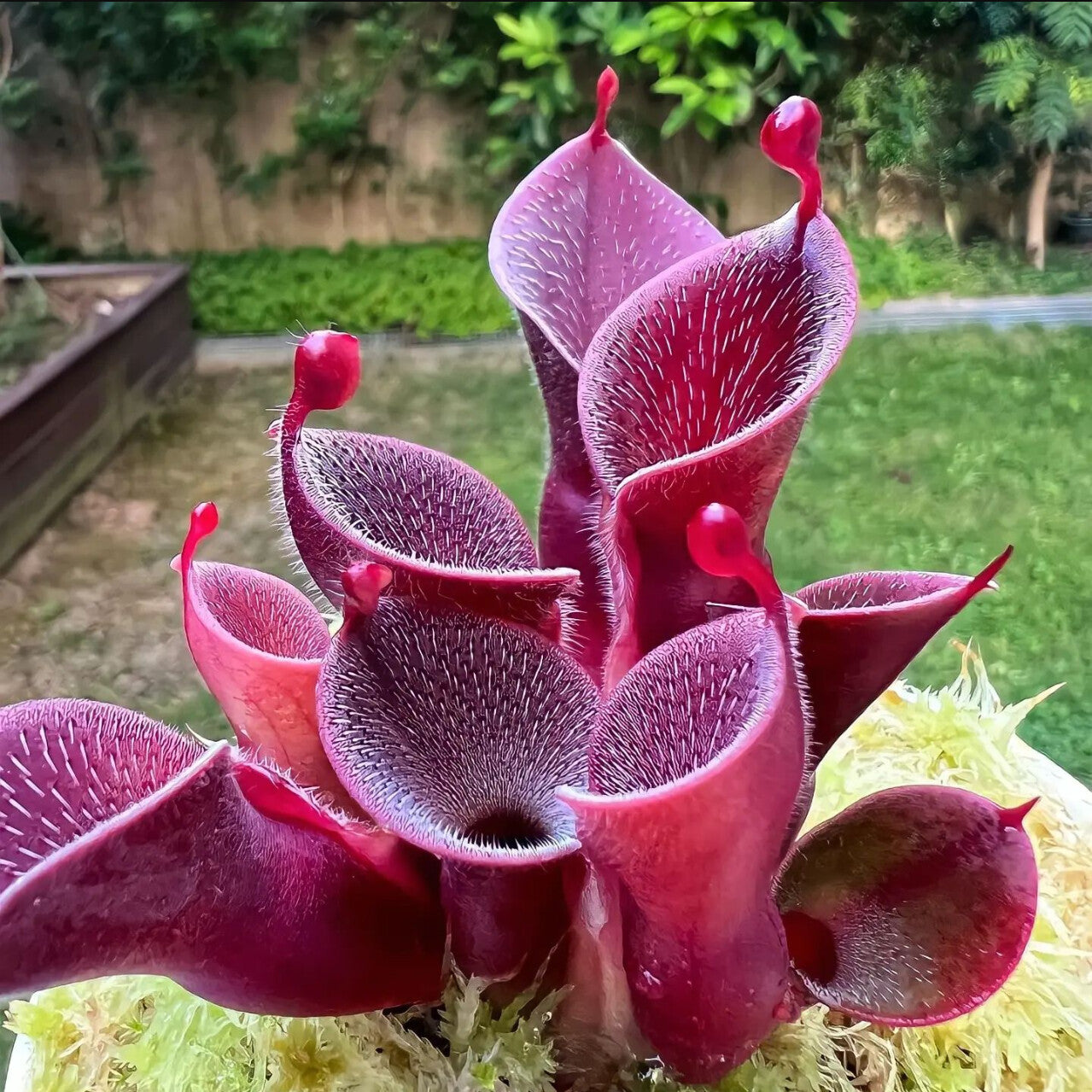 Heirloom Non-GMO Red Heliamphora Pulchella Plant Seeds for Planting