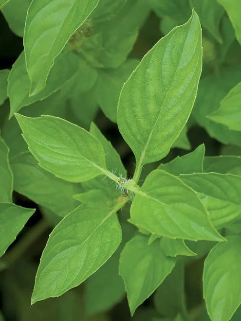 Basil Seeds - Lime