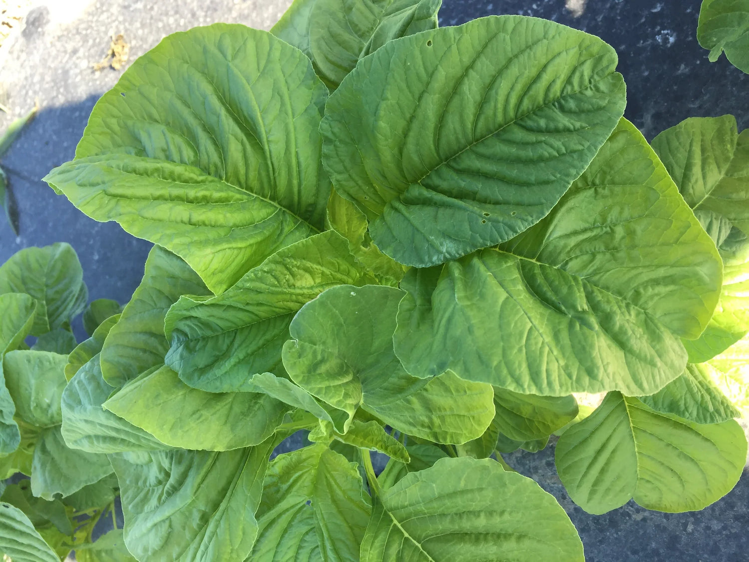 Amaranth Seeds - Green Callaloo