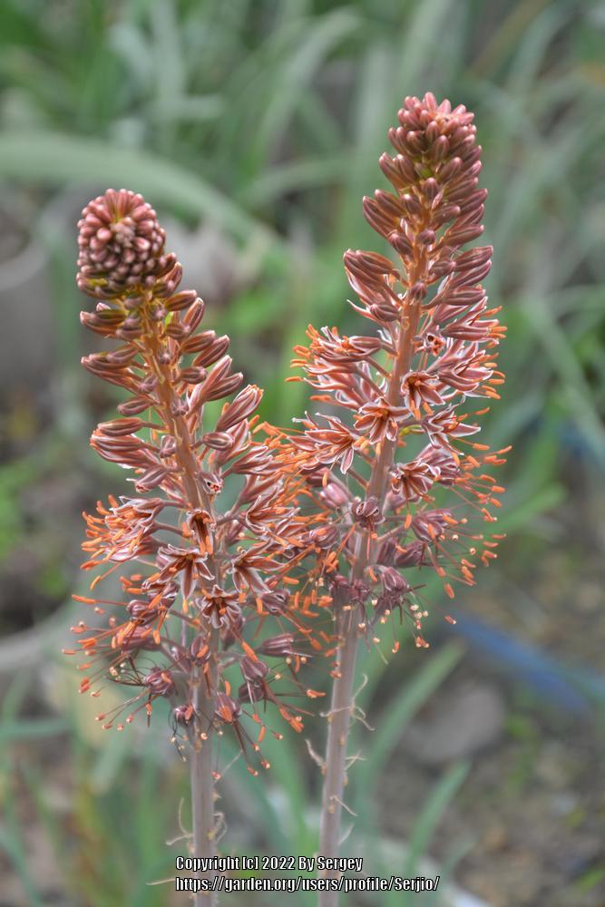 Eremurus Flower Seeds for Planting - NON GMO Seeds seeds for planting in home garden