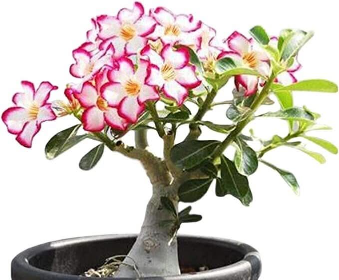 Adenium Desert Rose Mixed Colors Dwarf Flower Seeds
