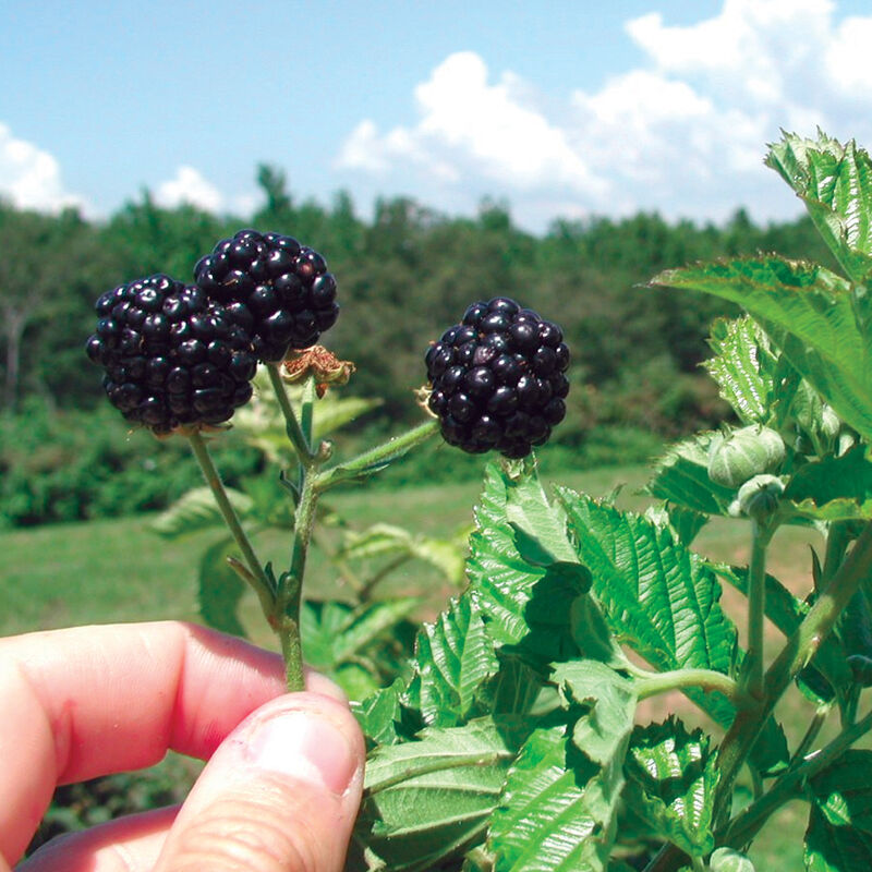 Prime Ark Freedom Blackberry (Rubus fruticosus) – Fresh & Sweet Blackberries for Your Garden