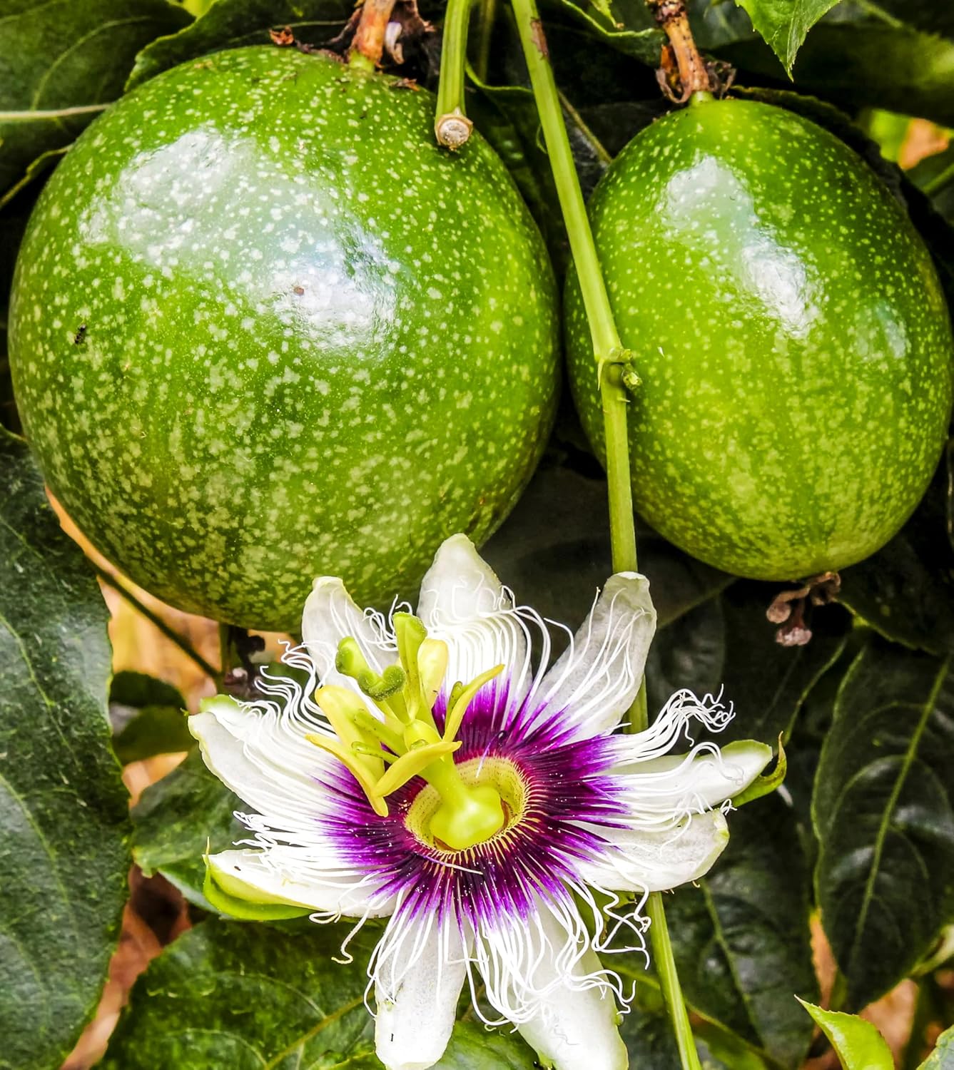 Passion Fruit Seeds for Growing Unique and Flavorful Tropical Fruit