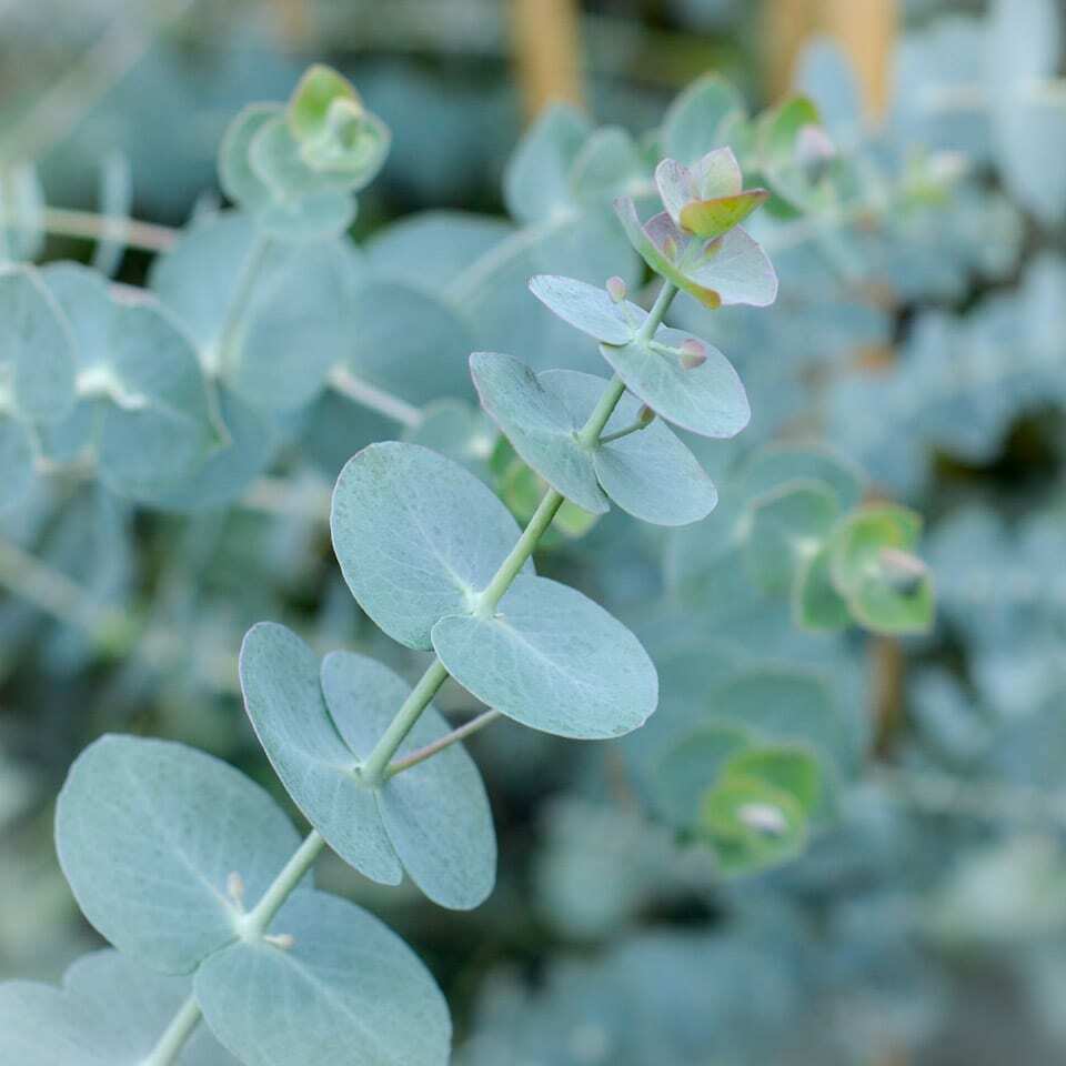 Blue Eucalyptus Seeds – Aesthetic Tree Variety-Heirloom & Non-GMO Seeds for planting – Fresh Herb for Your Garden
