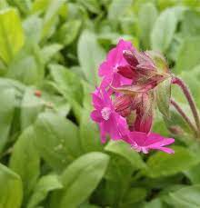 Silene Cluster Pink Flower Seeds (Silene dioica) for Cottage and Meadow Garden Planting