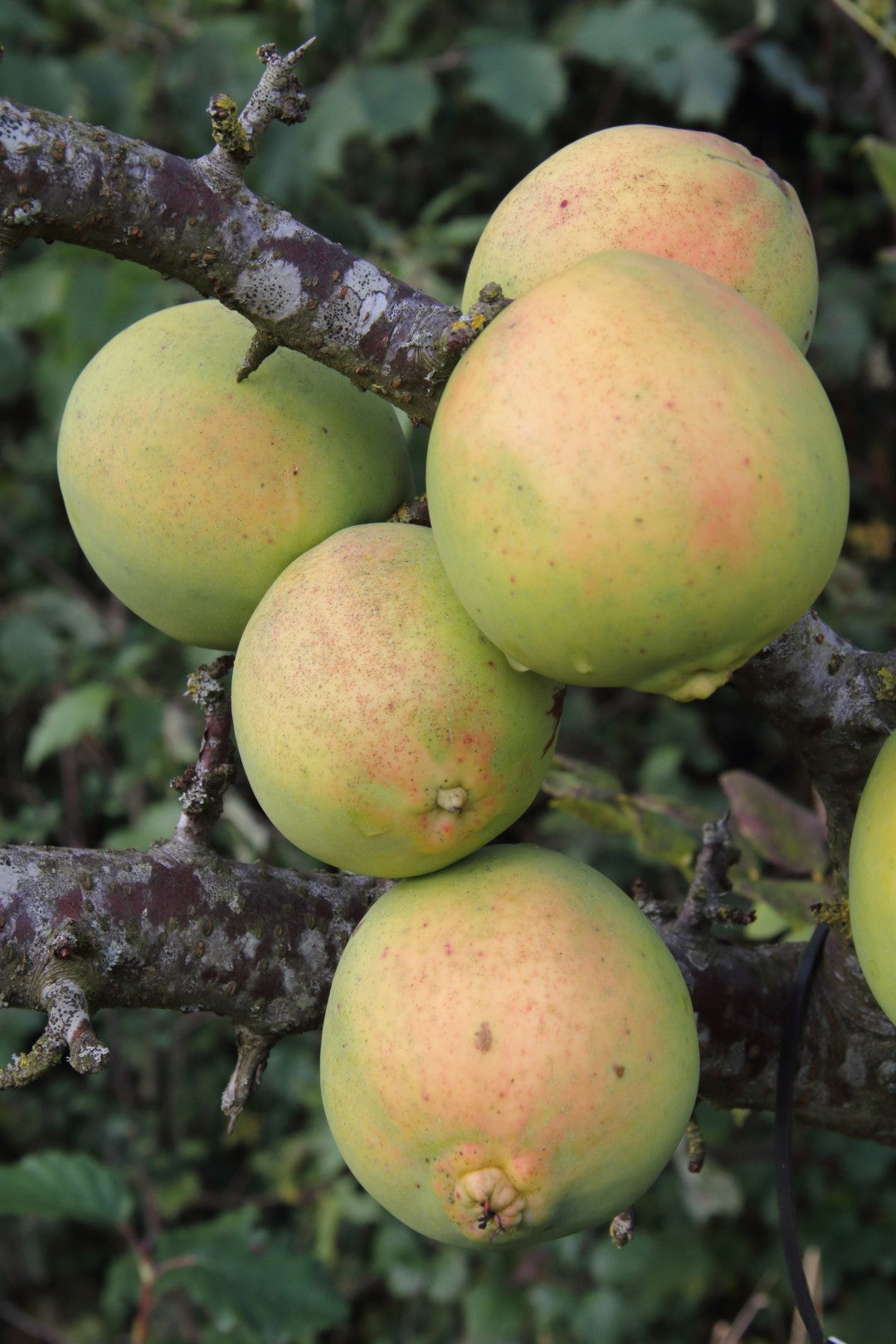 Chaenomeles Fruit Seeds - Grow Ornamental Fruits with a Tangy Flavor