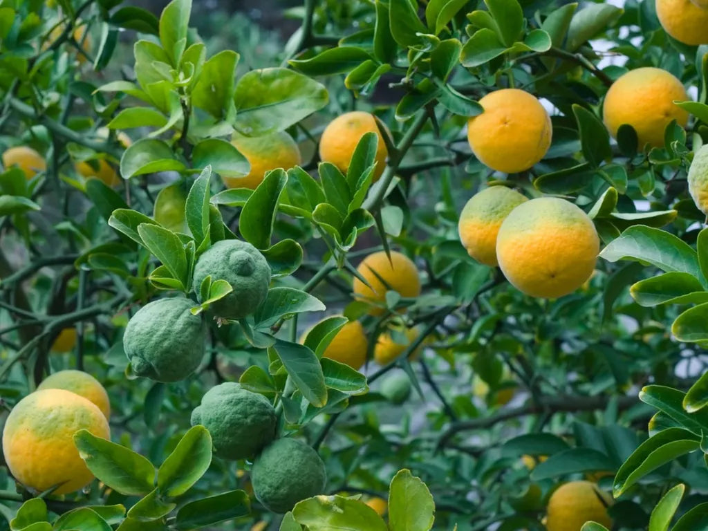 Hardy Bitter Orange Fruit Seeds for Planting - Grow Your Own Tangy and Resilient Fruit Tree
