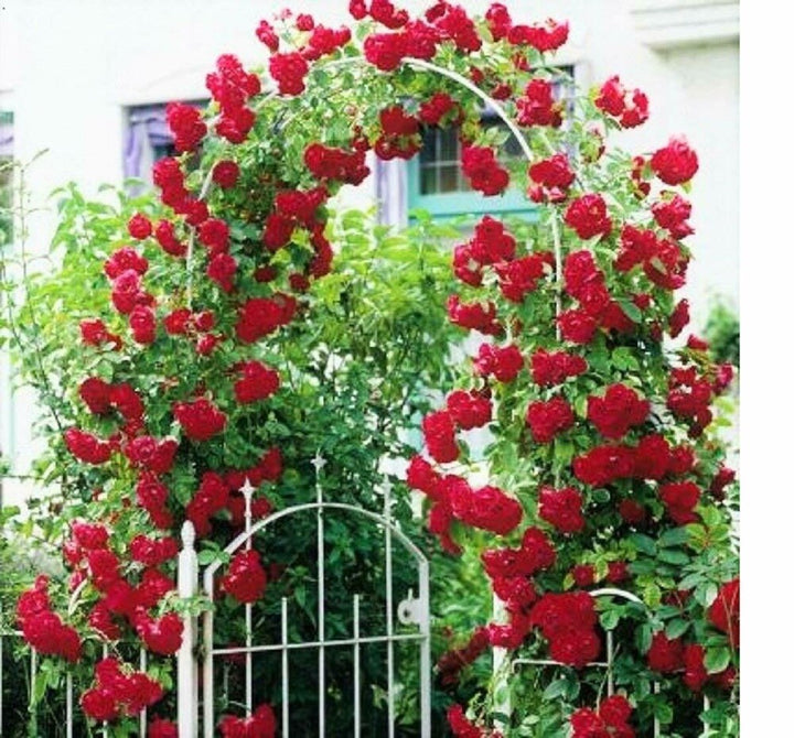Dark Red Climbing Rose Plant Seeds for Planting Non-GMO Heirloom Garden Seeds for Growing