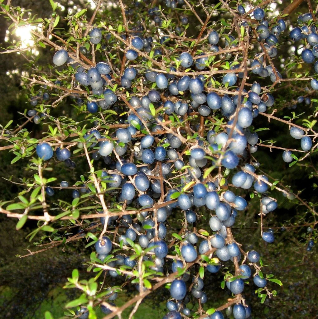 Coprosma Propingua Seeds for Ornamental and Edible Fruits