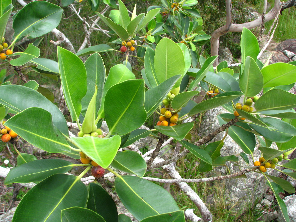 Desert Fig (Ficus palmata)