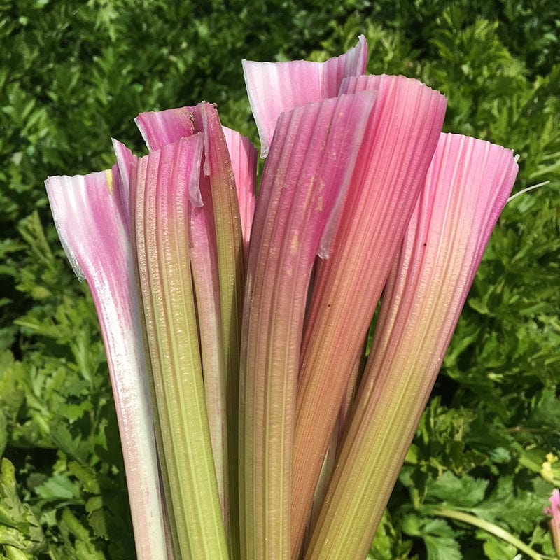 Heirloom Non-GMO Peppermint-Stalked Pink Celery - Seeds for Unique Celery Variety in Your Garden